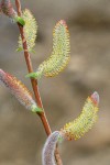 MacKenzie's Willow  male catkins & emerging foliage detail