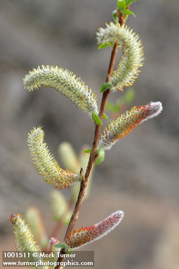 Salix prolixa