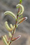 MacKenzie's Willow  male catkins & emerging foliage detail