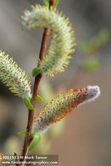 Salix prolixa