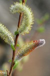 MacKenzie's Willow  male catkins & emerging foliage detail