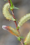 MacKenzie's Willow  male catkins & emerging foliage detail