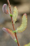 MacKenzie's Willow  male catkins & emerging foliage detail