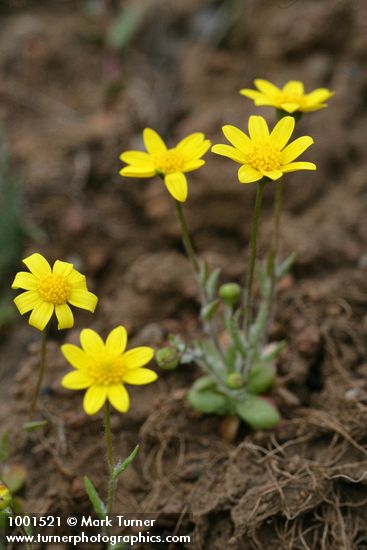 Crocidium multicaule