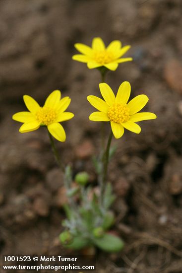 Crocidium multicaule