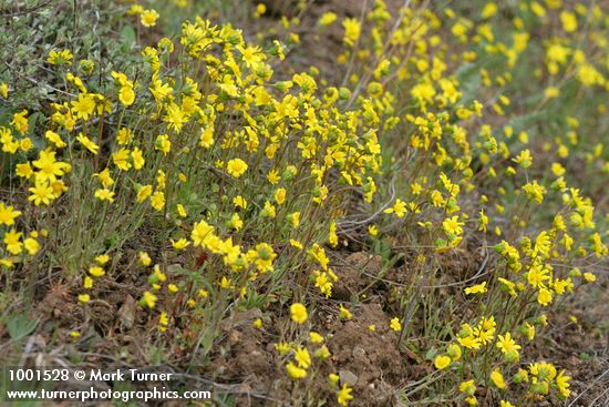 Crocidium multicaule