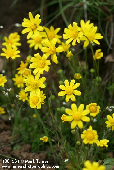 Crocidium multicaule