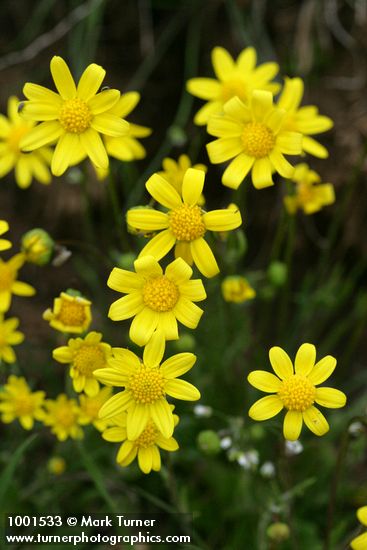 Crocidium multicaule