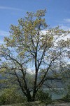 California Black Oak in bloom