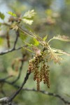 California Black Oak catkins & new foliage