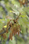 California Black Oak catkins & new foliage