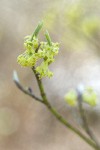 Blackfruit Dogwood blossoms