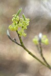 Blackfruit Dogwood blossoms