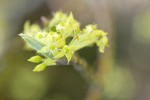 Blackfruit Dogwood blossoms detail