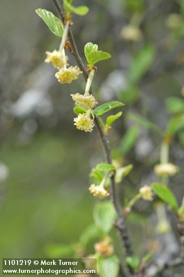 Cercocarpus betuloides (Cercocarpus montanus)