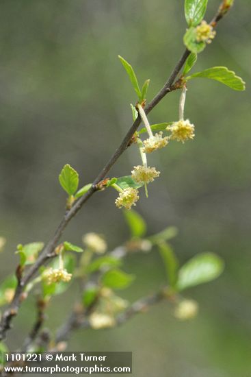 Cercocarpus betuloides (Cercocarpus montanus)