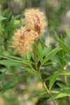 Oleander seedpods & foliage