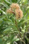 Oleander seedpods & foliage