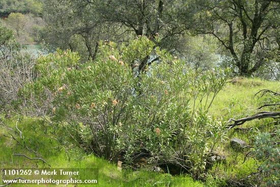 Nerium oleander