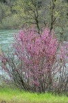 California Redbud w/ Sacramento River bkgnd