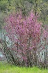 California Redbud w/ Sacramento River bkgnd