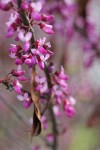 California Redbud blossoms