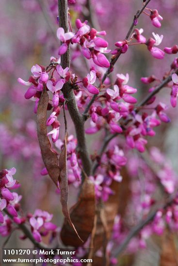 Cercis orbiculata  (C. occidentalis)