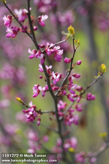 Cercis orbiculata  (C. occidentalis)