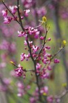 California Redbud blossoms