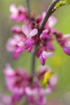 California Redbud blossoms