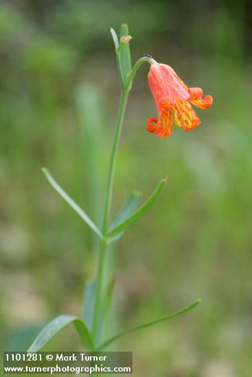 Fritillaria recurva