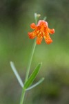 Red Bells blossom