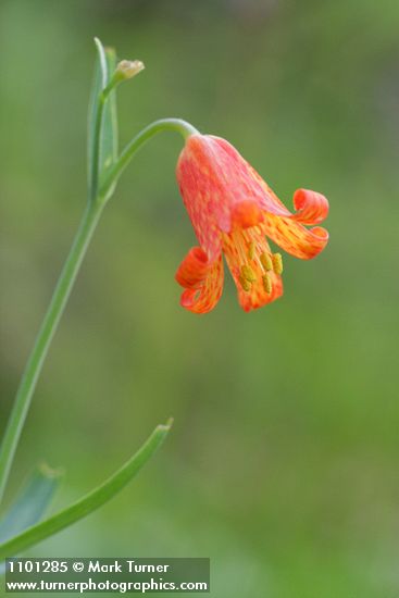 Fritillaria recurva