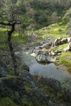 Garry Oak trunk above Salt Creek