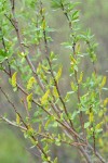 Red Willow male aments & new foliage