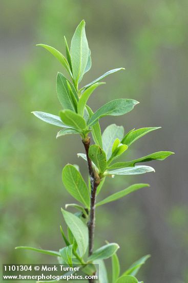 Salix laevigata