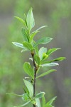 Red Willow new foliage detail