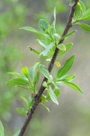 Red Willow new foliage detail