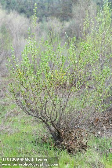 Salix laevigata