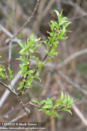 Salix laevigata