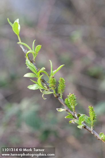 Salix laevigata