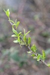 Red Willow female aments & new foliage