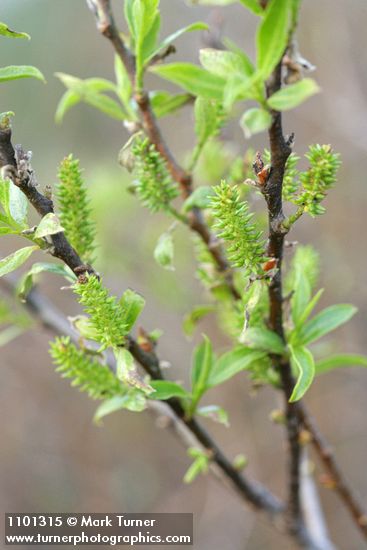 Salix laevigata