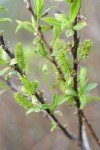 Red Willow female aments & new foliage