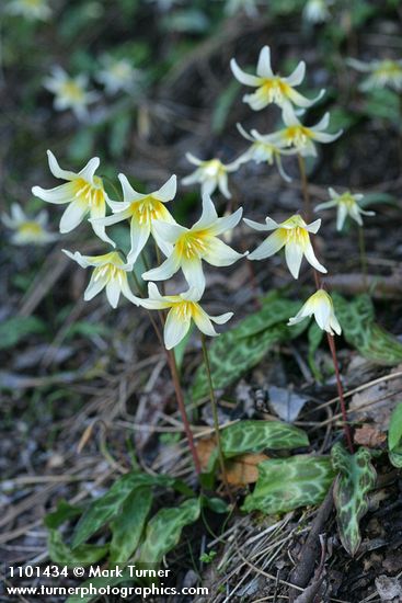 Erythronium californicum