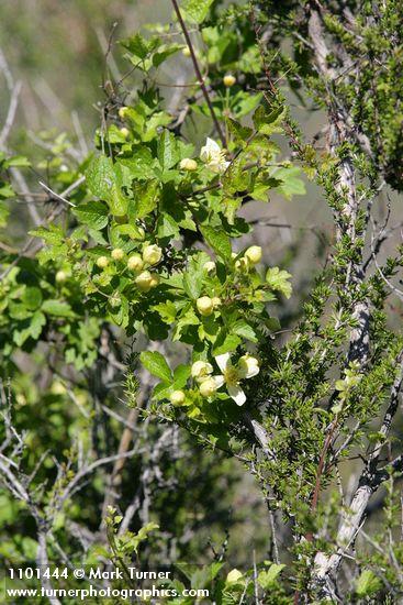 Clematis lasiantha