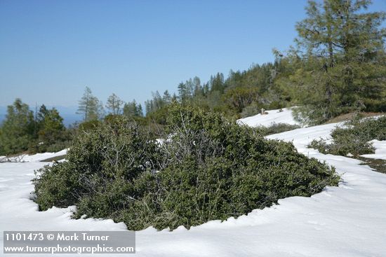 Ceanothus jepsonii