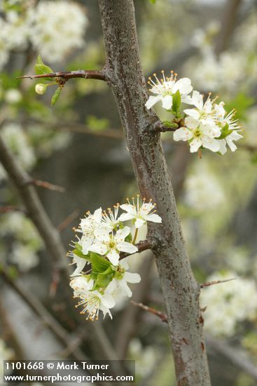 Prunus subcordata