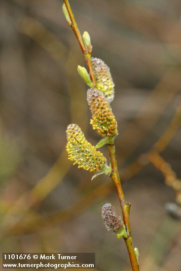 Salix ligulifolia