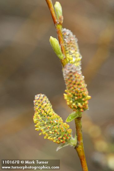 Salix ligulifolia